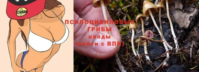 нарко площадка телеграм  Гусиноозёрск  Галлюциногенные грибы MAGIC MUSHROOMS 